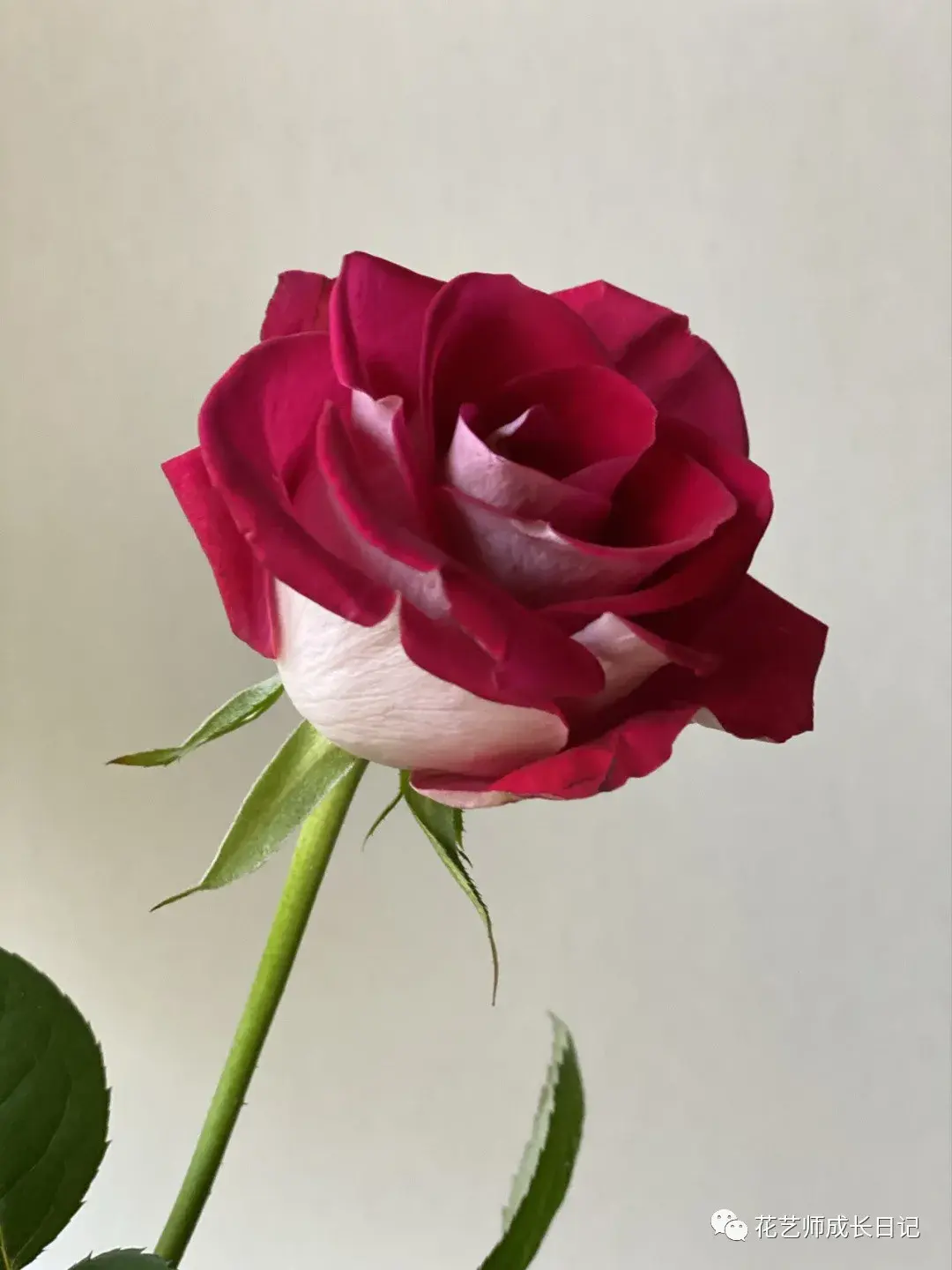 photo by 小红书@yo酱买fafa桃花雪玫瑰属于深杯型,比较容易开,加点