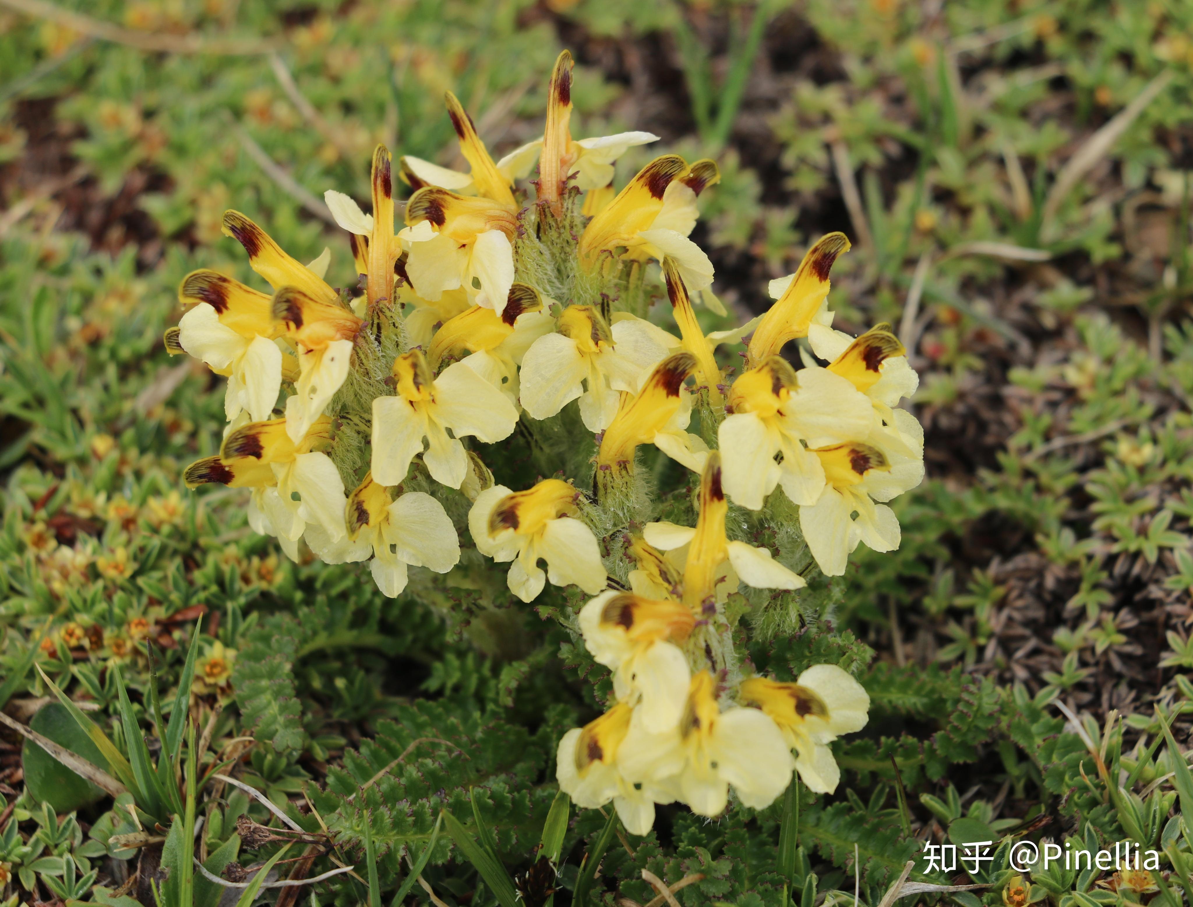 小金蓮花(trollius pumilus),毛茛科金蓮花屬128.