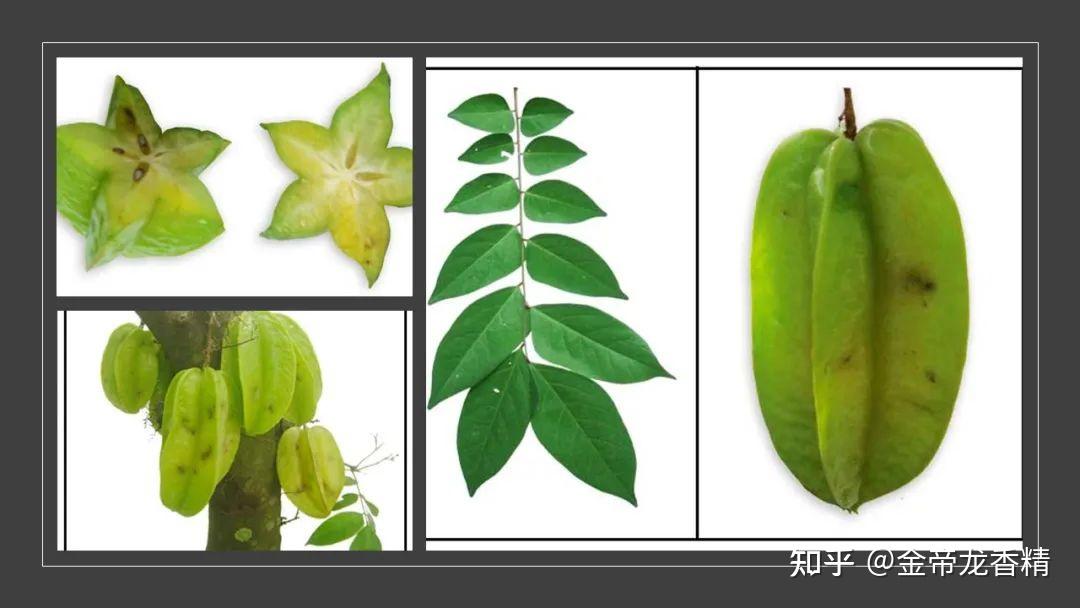 香精与香料(171)—杨桃 - 知乎
