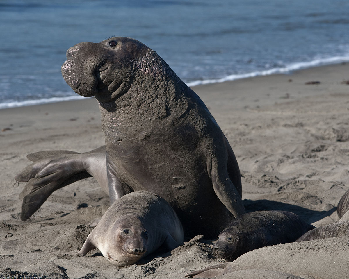和海象争夺"大海之象"名头的是象海豹(elephant seals),也是鳍脚动物