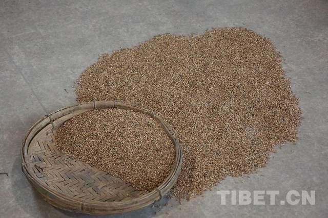 一粒青稞在西藏茁壮成长 - 知乎