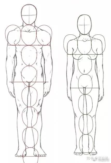 什么叫几头身?入门推荐:放飞自我,了解人体