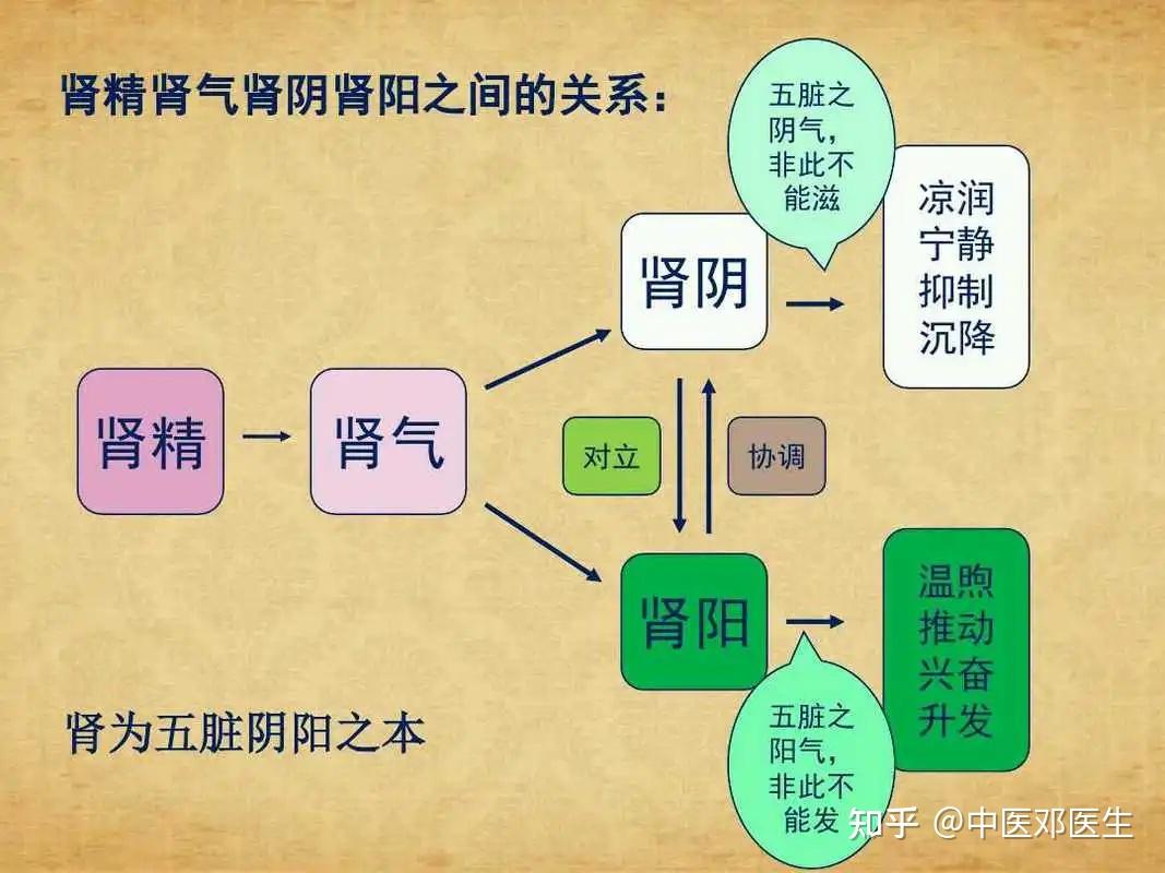 肾虚总是补不进去,可能就是没有照顾到肾的阴阳 - 知乎