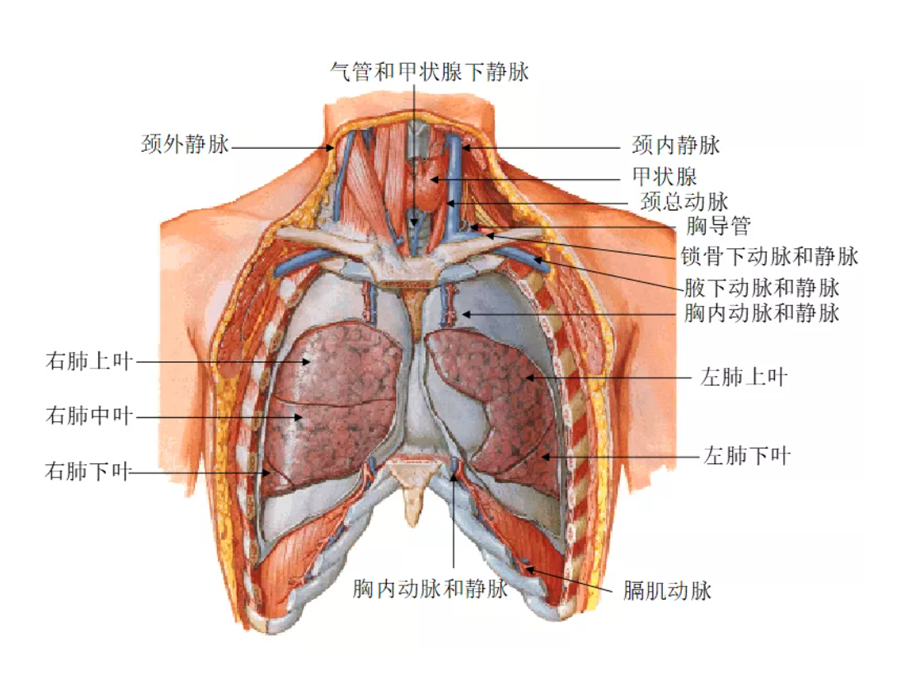 肺和肋骨的位置关系图片