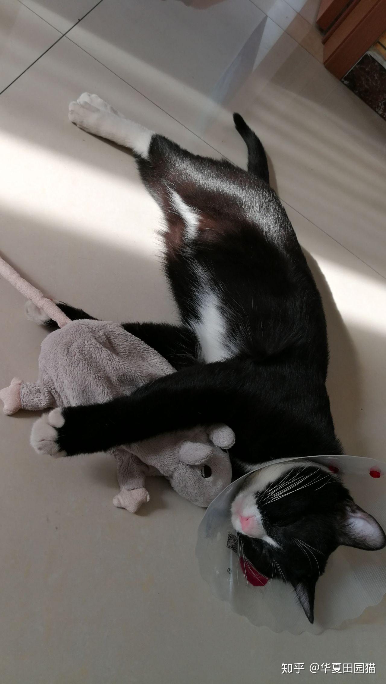 猫爱吃鸡肝吗 v2-7f9bc126228e82ee45703340be042429_r.jpg