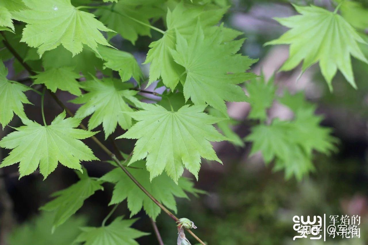 耐寒枫树的首选紫花槭花园植物