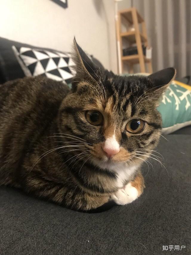 家里养的猫不让抱怎么办?