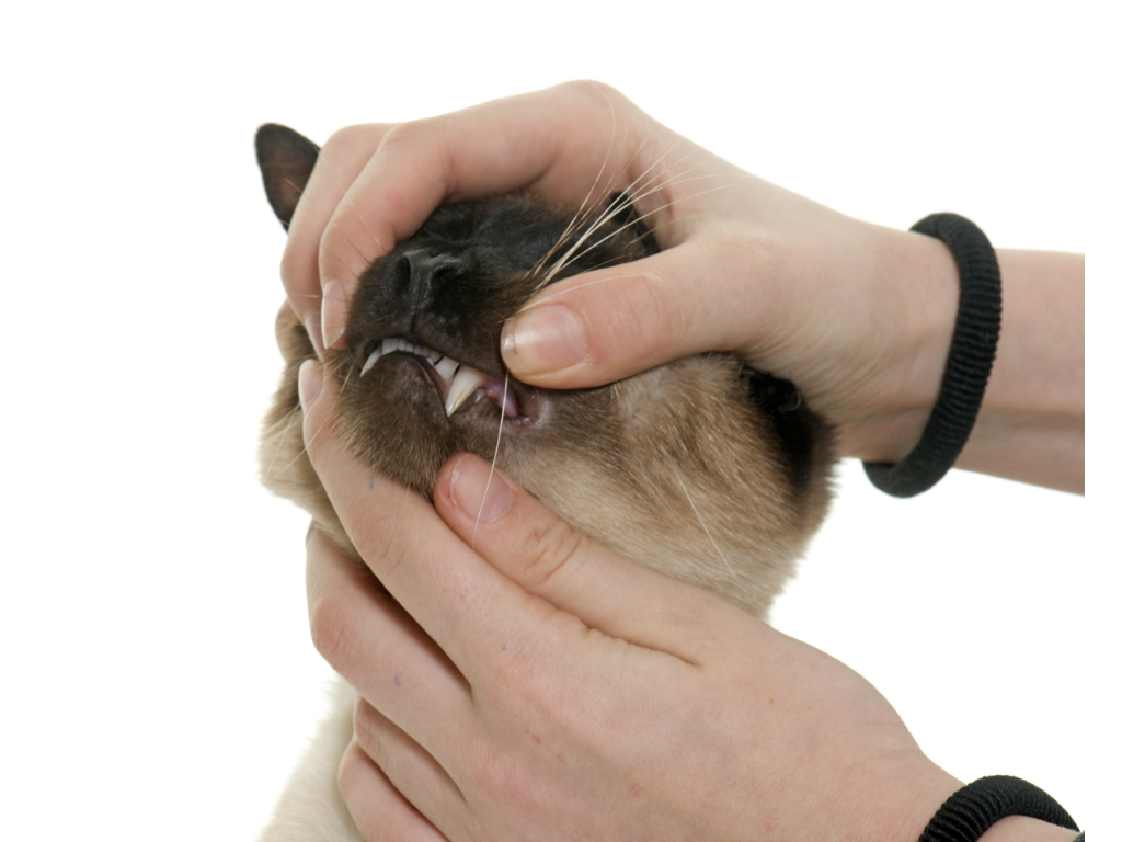 猫咪的牙结石真的被刷牙解决掉了（内附众多使用过的洁牙产品） - 知乎