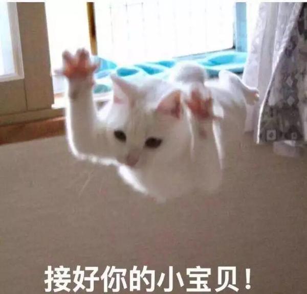 What 被弃养的猫咪70 都是黑猫 知乎