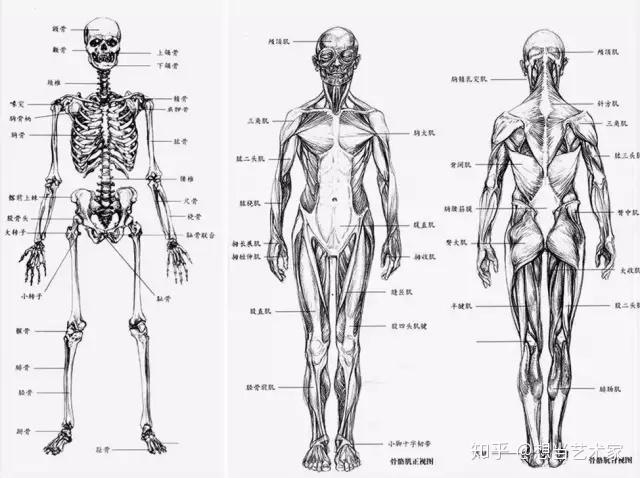 人體結構速寫人體結構超詳細分析