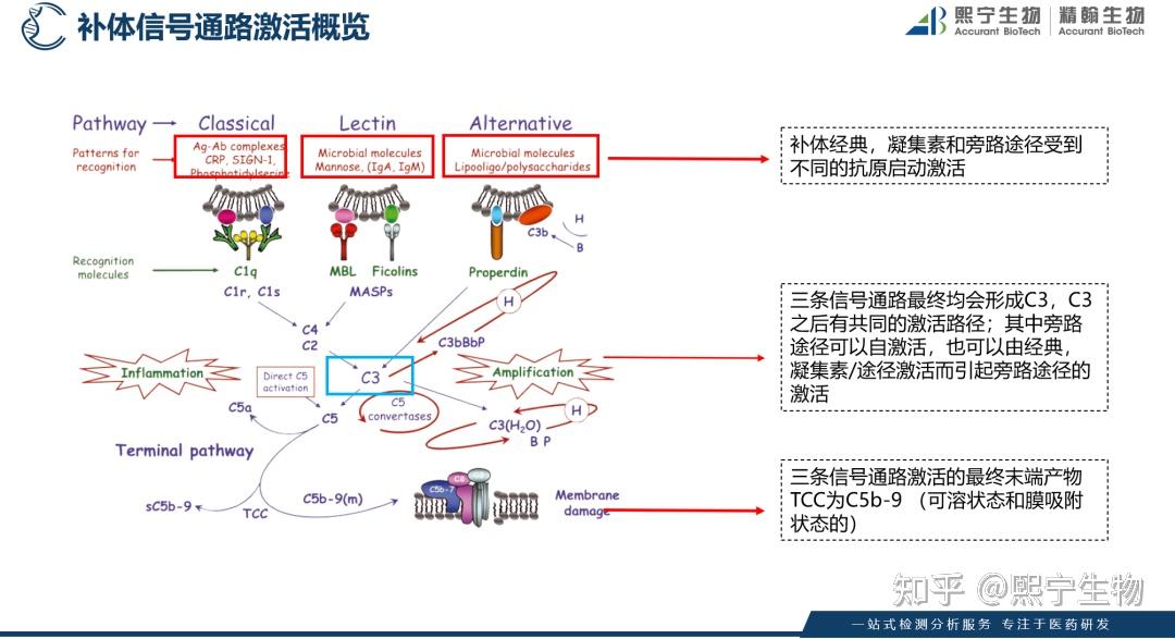 补体信号通路临床药效生物分析和转化医学研究 - 知乎