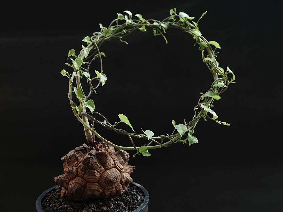 南非龟甲龙是另一个受种植者喜爱的品种(另一品种为墨西哥龟甲龙)