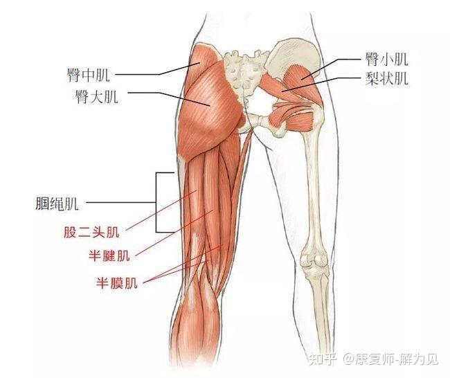 它收缩的主要功能就是屈膝和后伸髋关节,是维持膝关节稳定性,尤其是