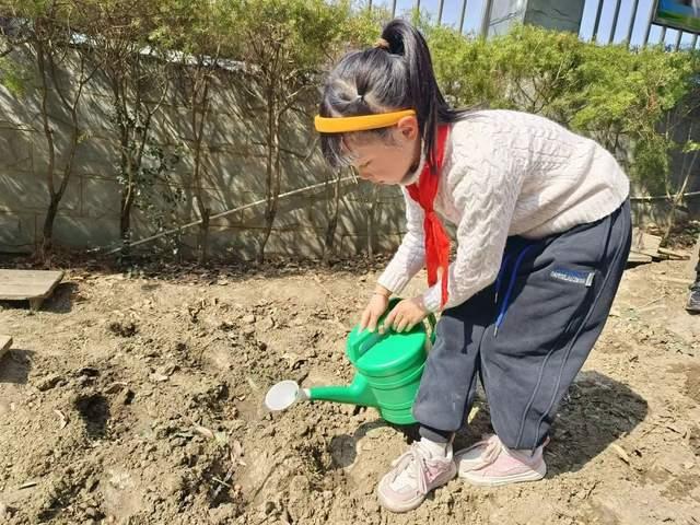 【新兴小学·劳动种植课程】种"希望",盼"收获"