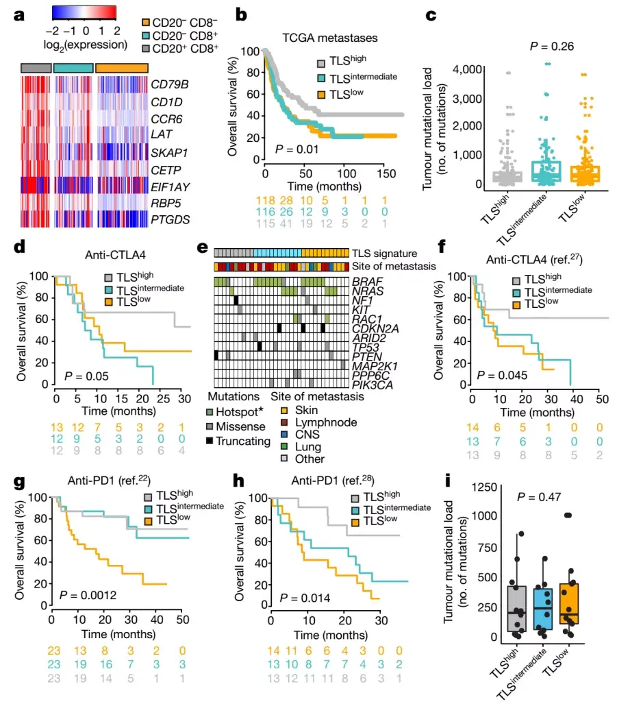 文献解读丨DSP空间蛋白解析黑色素瘤三级淋巴结构 - 知乎