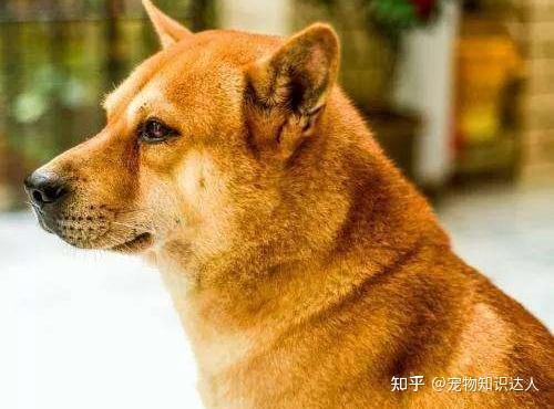 田园犬并不土,中华"6大神犬"亮相 知乎