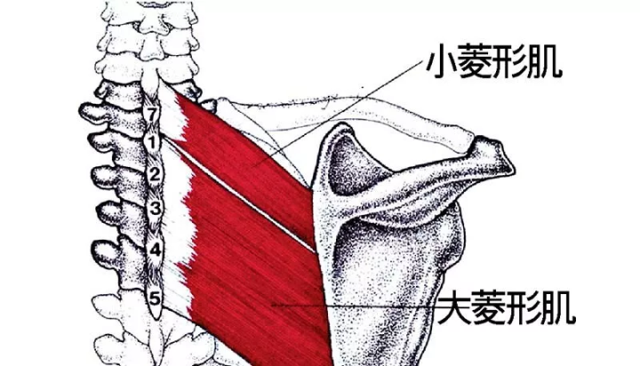 淺談菱形肌