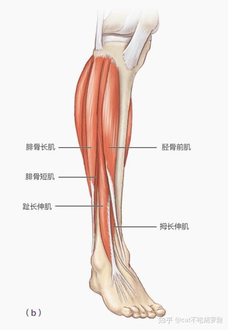 小腿和足部的骨骼由小腿中的长胫骨和腓骨,以及称为跗骨,跖骨和趾骨的