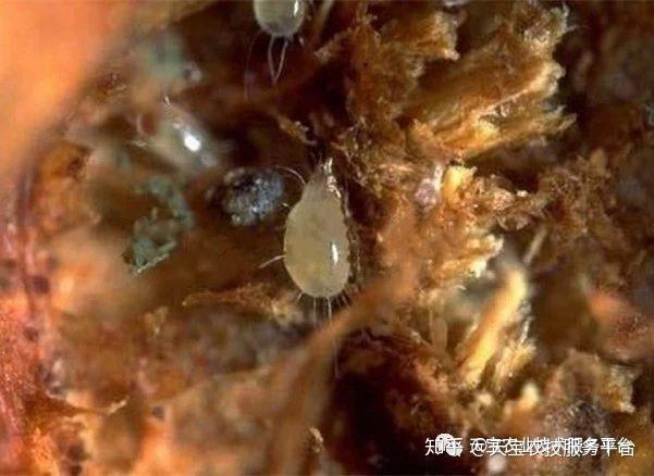 螨虫不都是红蜘蛛? - 知乎
