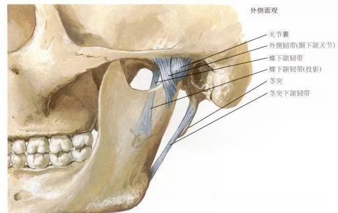 颞颌关节解剖及高清影像 - 知乎