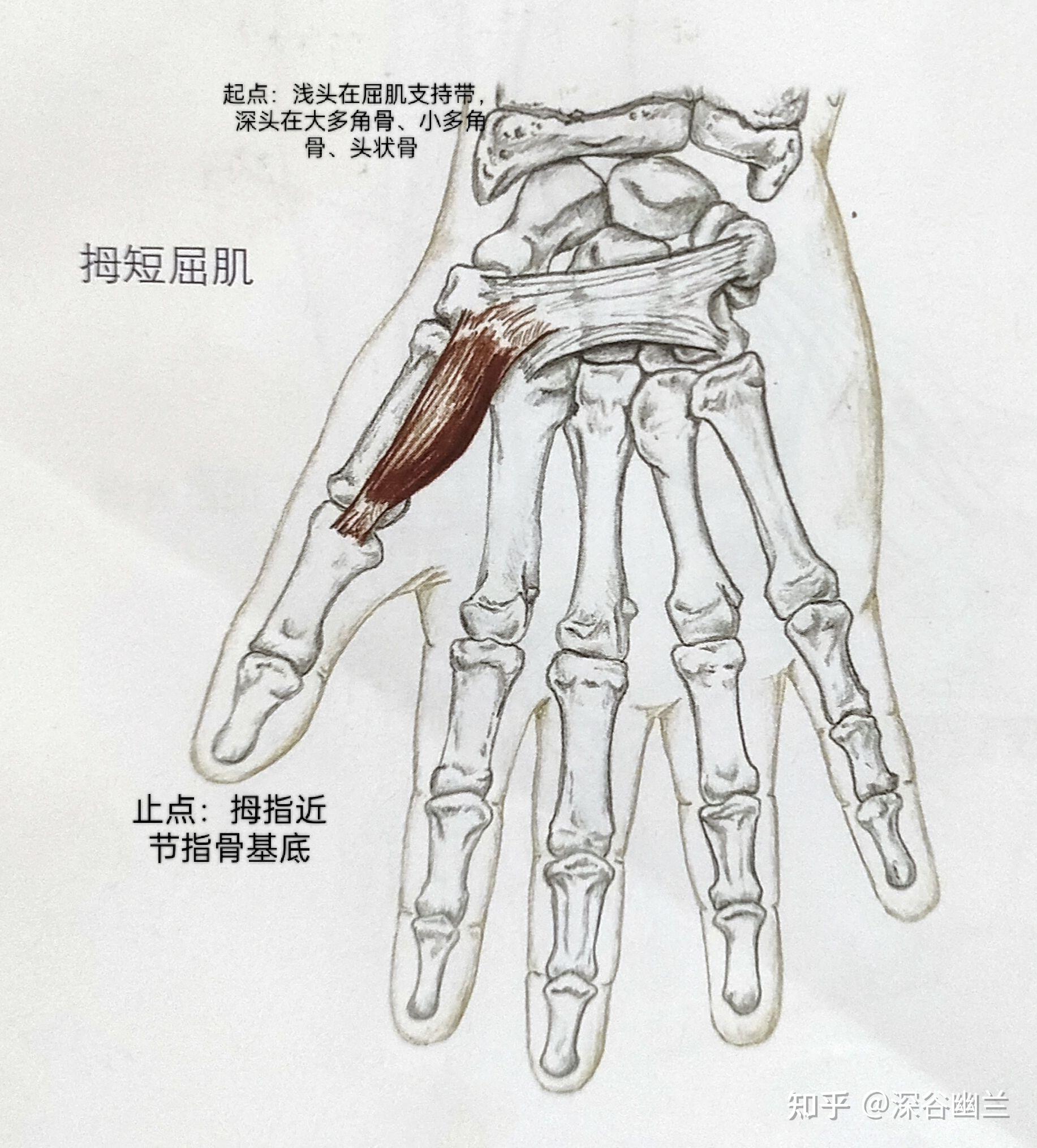 小指短屈肌(小指),指深屈肌,指浅屈肌,示,中,环,小指屈曲的肌肉有:骨