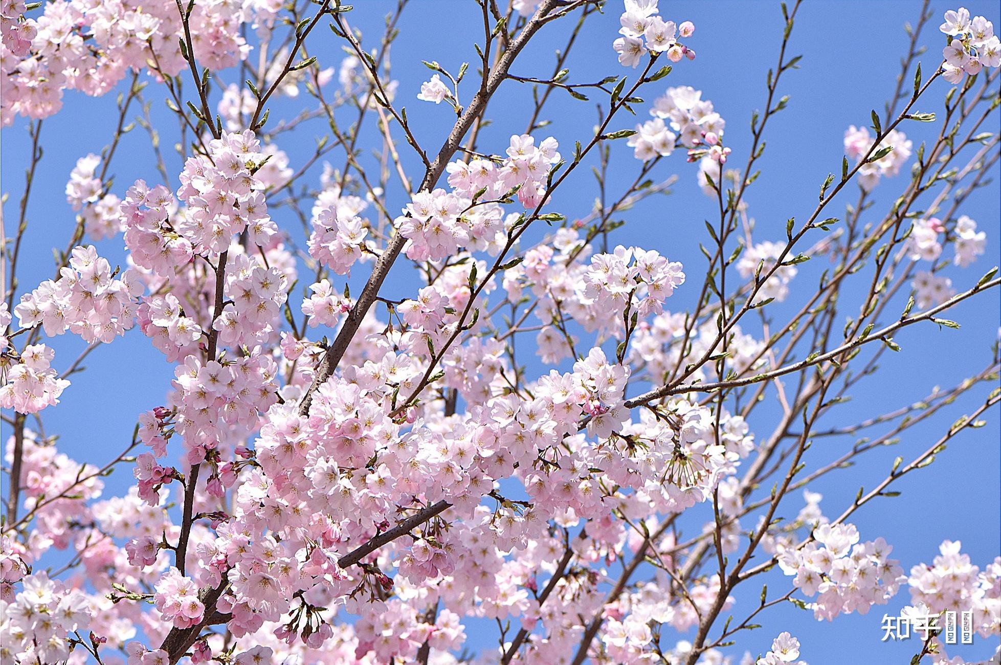 请问这是江户彼岸樱吗? - 知乎