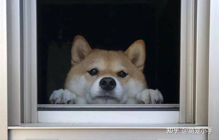 狗为啥总爱待在窗边,是窗外有狗了? - 知乎