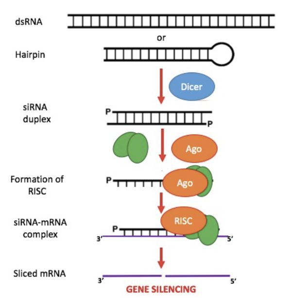 RNAi rnai