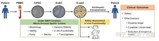 iPSC诱导多能干细胞技术应用前景：治疗2型糖尿病及其挑战 - 知乎