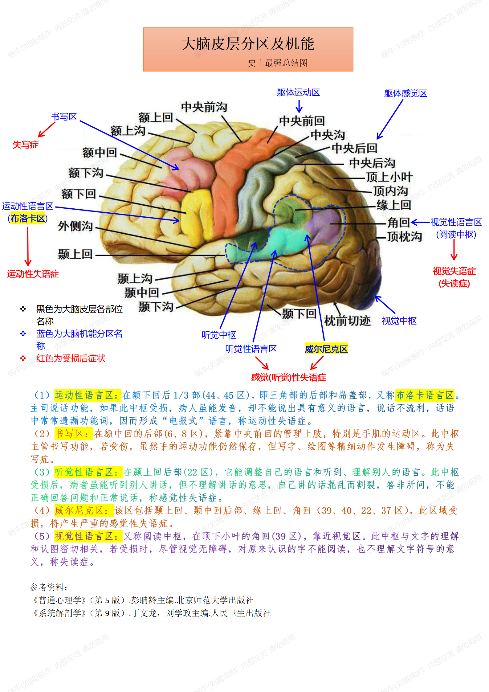 大脑皮层分层图片