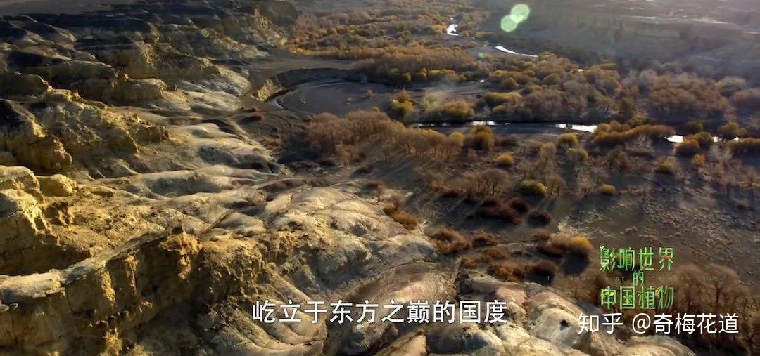 插花学校若植物会说话会是什么厉害模样那一定是这部纪录片里面的样子