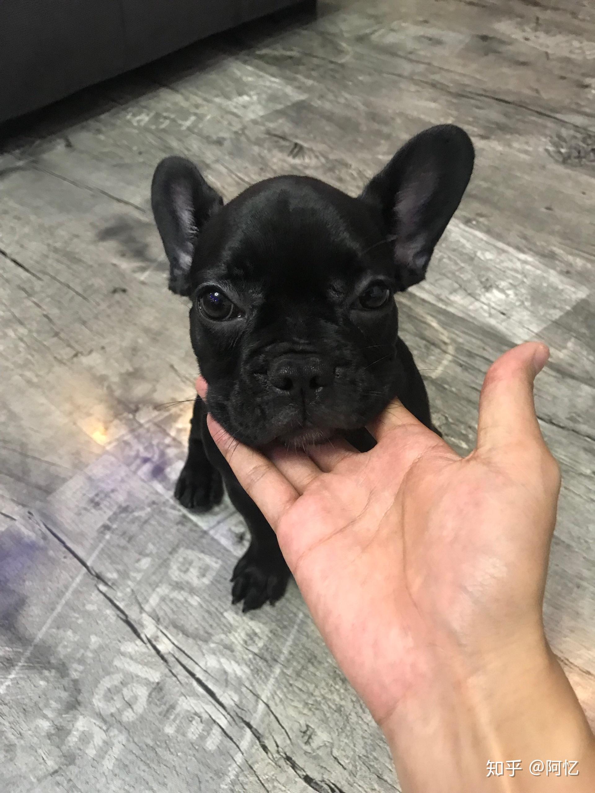 这个法斗是串串吗?