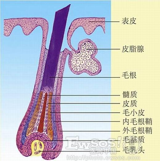 为什么说刮胡子会刺激胡子越长越快? - 知乎