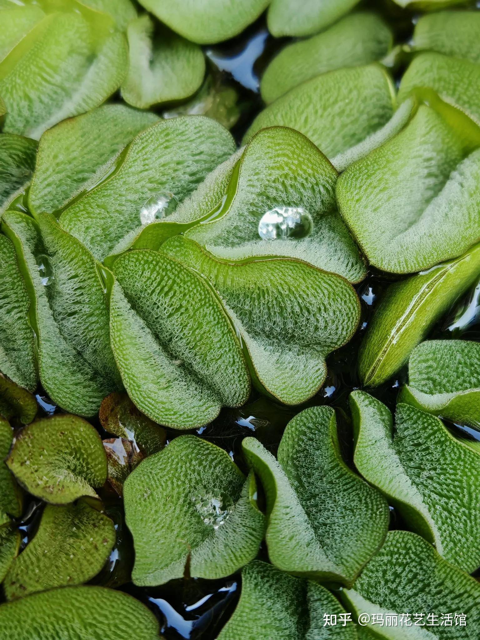 漂浮植物槐叶萍,可净化水质,轻松打造水生生态鱼缸 - 知乎