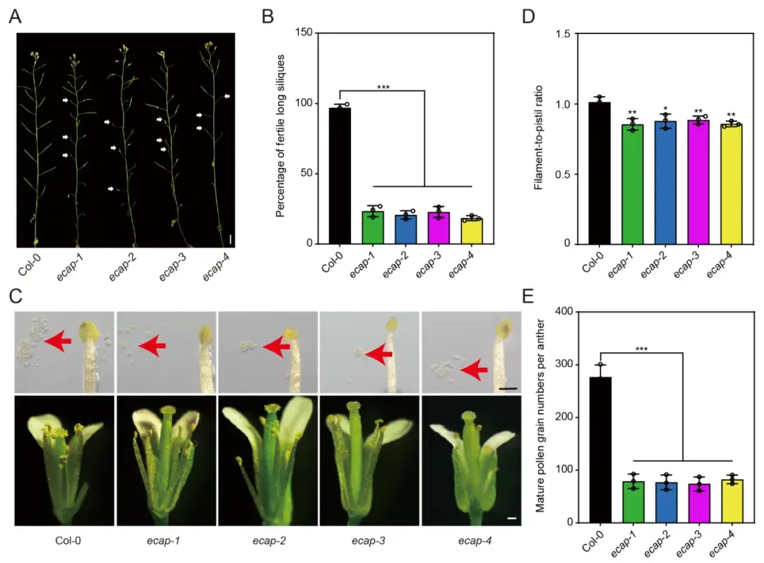 Plant Cell | 中国农业大学傅缨课题组揭示转录衔接蛋白ECAP调控拟南芥花药小孢子母细胞发生的分子机制 - 知乎