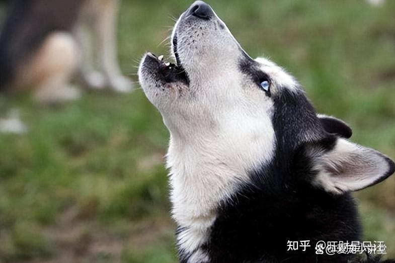 狗为什么狼嚎?原来不止宣示领地! - 知乎