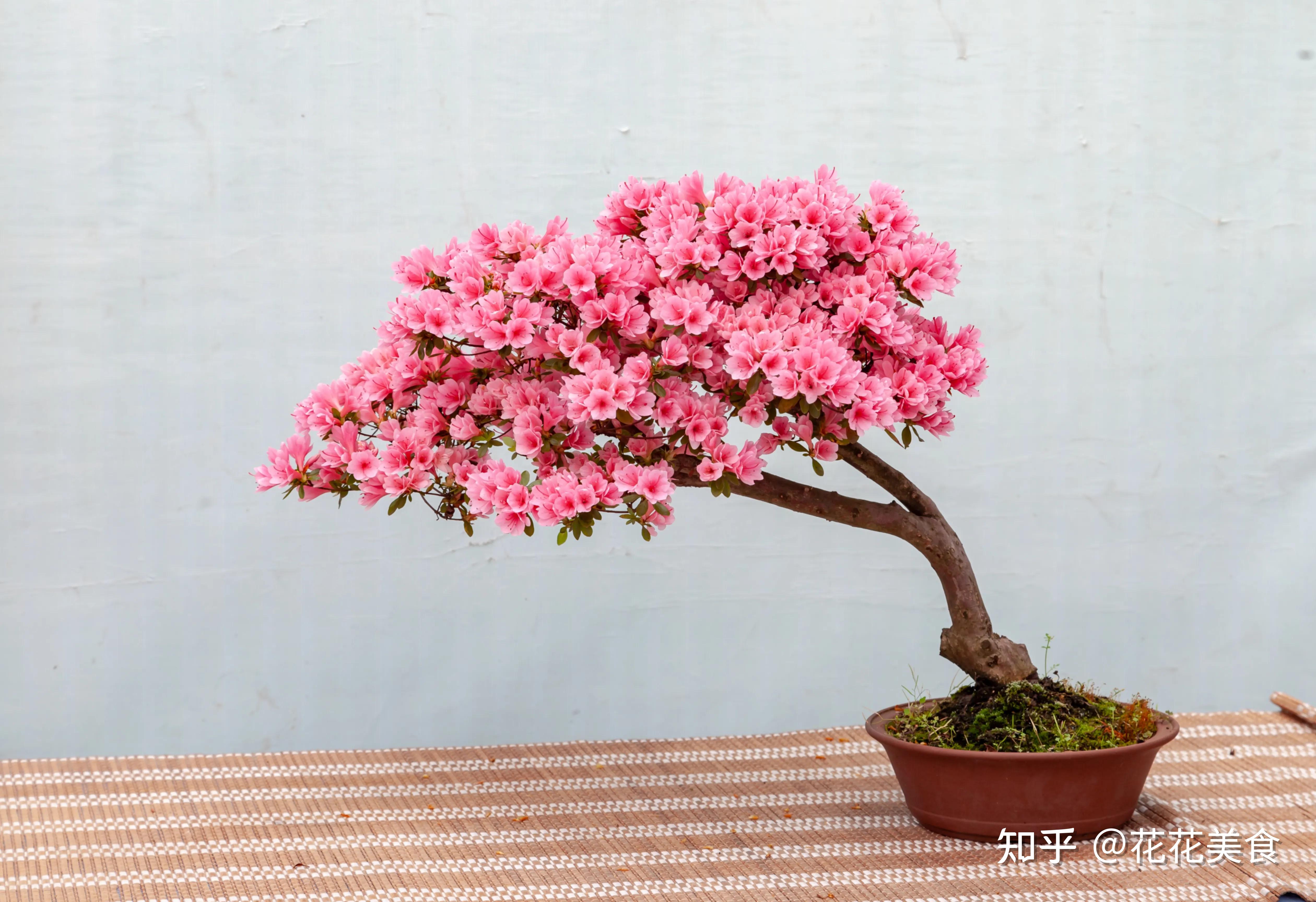 东洋杜鹃小花小叶类品种的日本久留米杜鹃