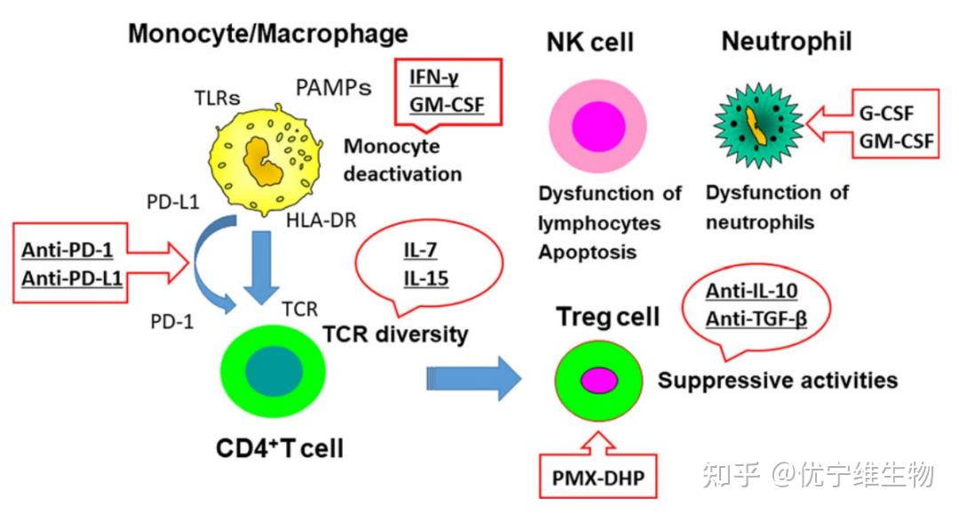 膿毒症誘導的免疫抑制及免疫修飾治療機制 - 知乎