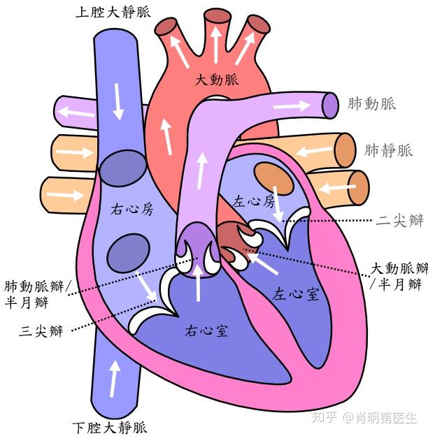 医生说我检查出心脏肥大接下来该怎么办