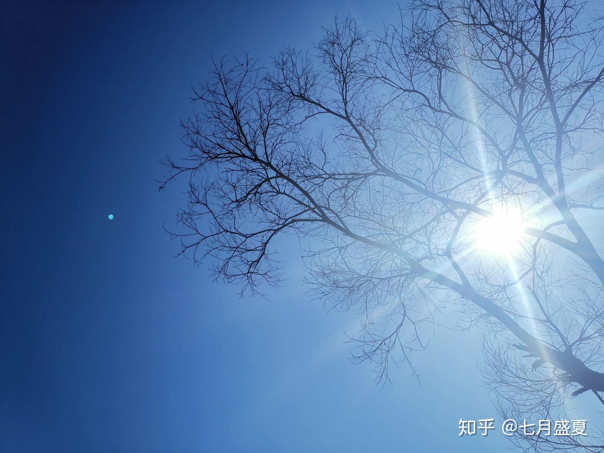 2021年快乐晴天蓝天树木和太阳