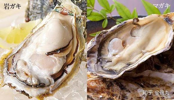岩牡蛎 比脸大的牡蛎到底有多好吃 知乎
