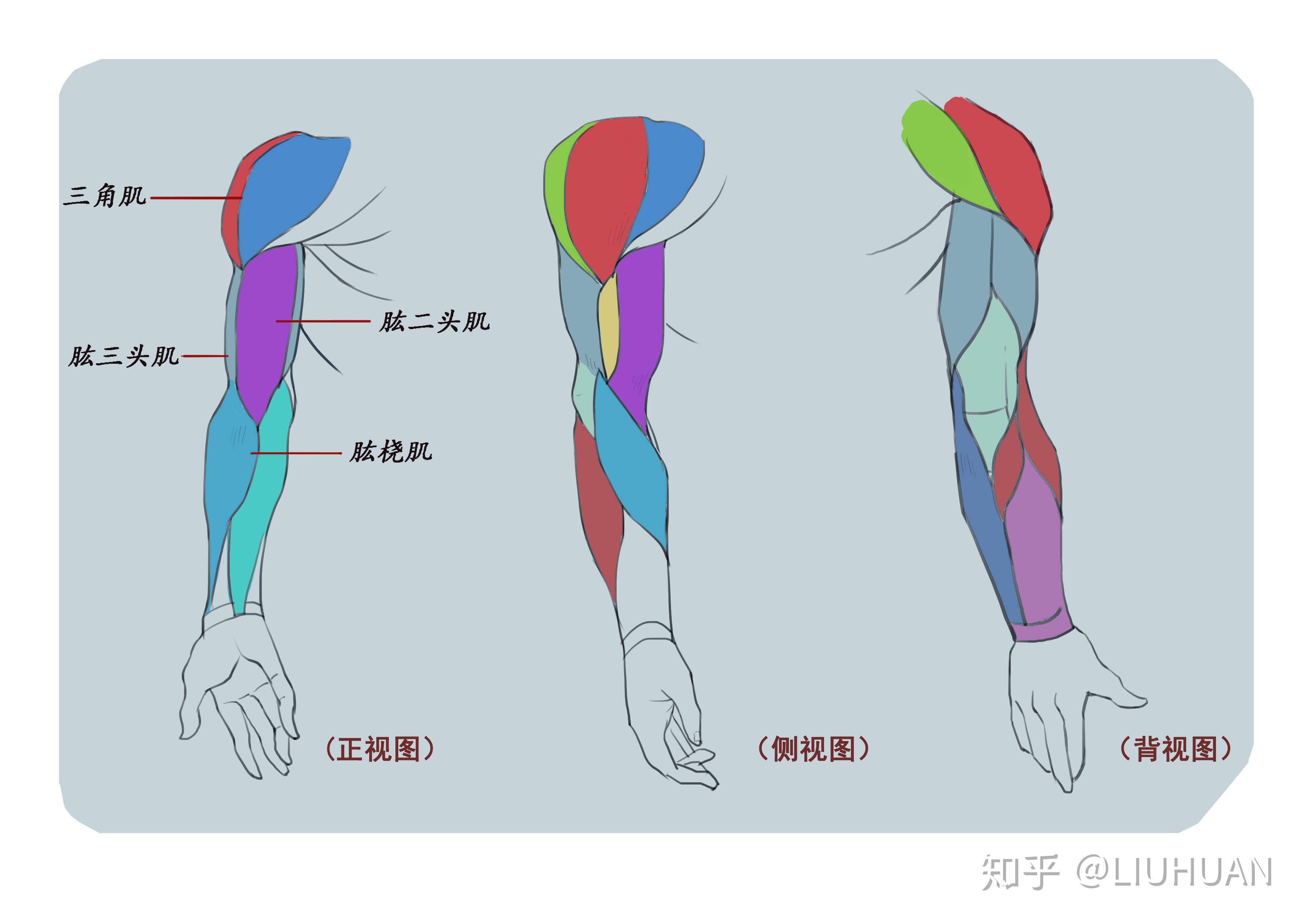 作业：如何学动漫插画之手臂的画法与训练技巧 - RH-9-230剑歌行 - 轻微课