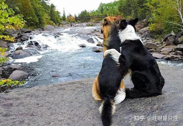 狗狗的抱抱真的可以治愈一切