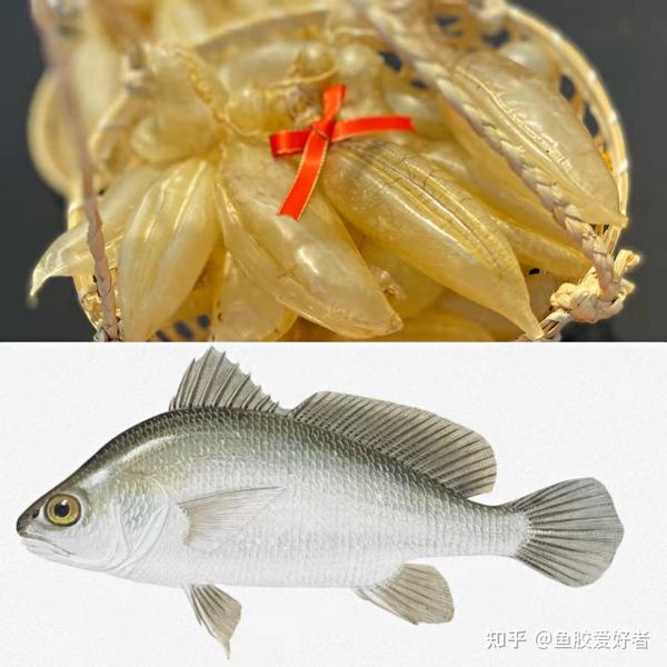 【鱼胶鱼种合集】这些鱼胶都是什么鱼的胶?原来蜘蛛胶的鱼长这样 - 知乎