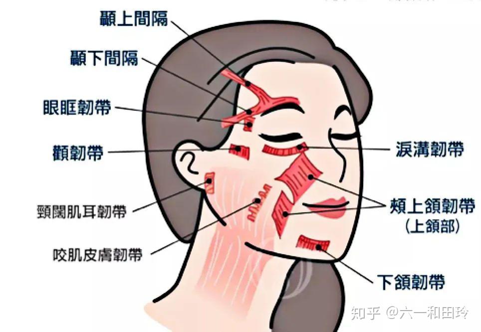 颈阔肌耳韧带图片