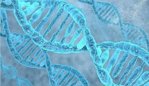Nature 细胞中转录因子与错配dna强烈结合的分子机制 老资料网