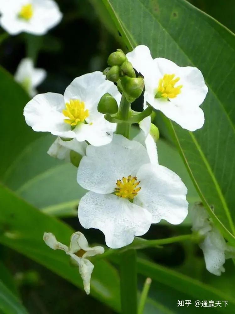 你知道茨菰吗?中国哪里的茨菰最好吃? - 知乎