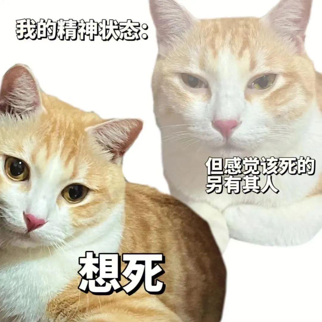 大学生实用的表情包 - 知乎