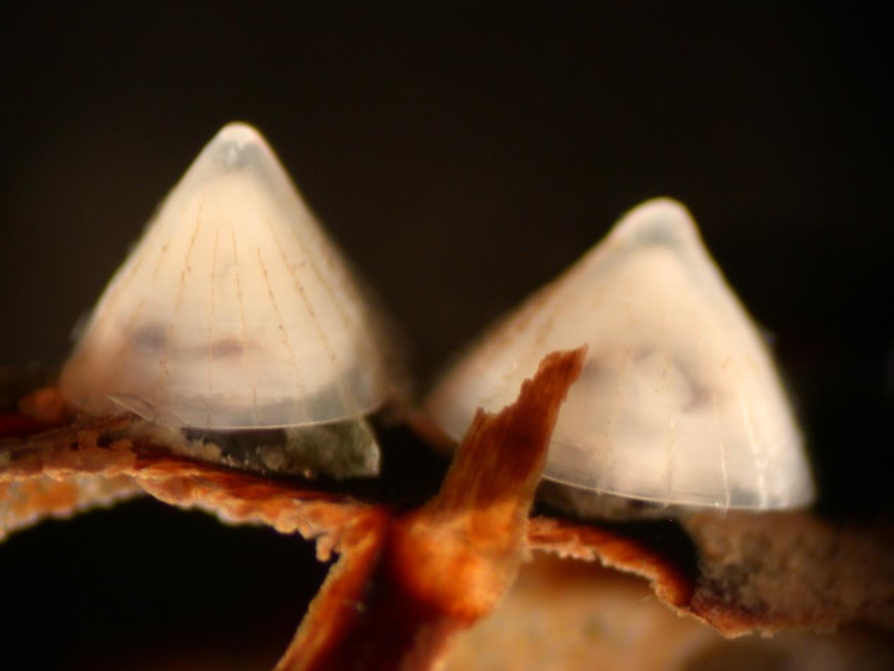 以头足类喙为食的深海帽贝渊喙螺科睡前软体动物学92