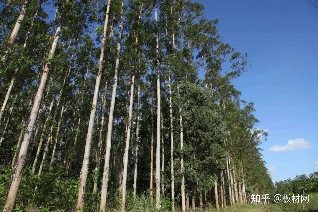 金利源丨HENF级多层全实木高定家具板，筑就高端家居新标杆！ - 知乎